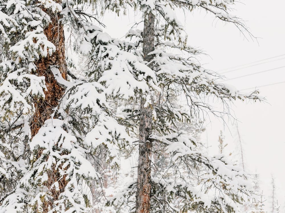 Snow Covered Tree Branches