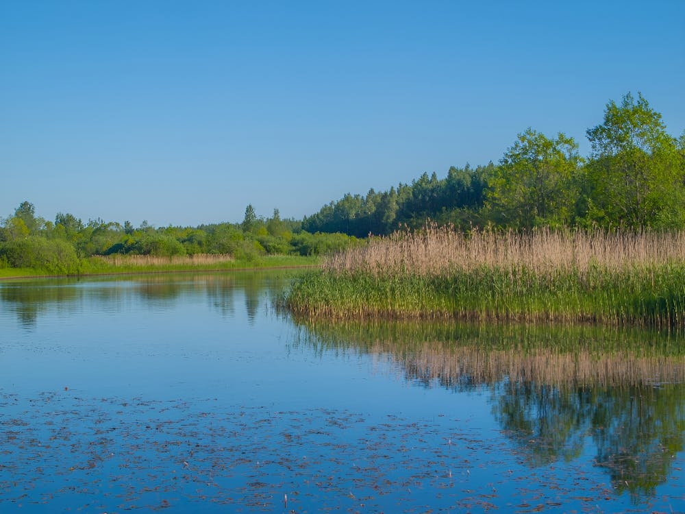 Reeds In A Lake 1