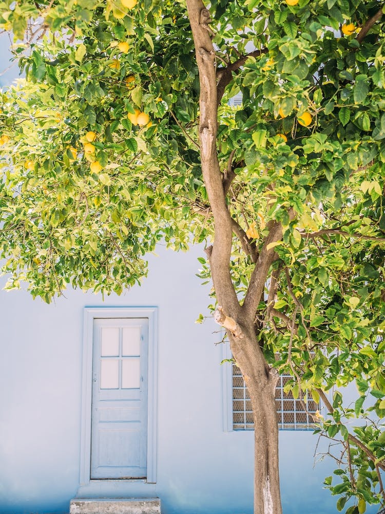 Blue House Lemon Tree