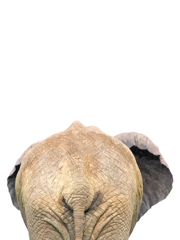 Brown Elephant Back Watercolor Effect