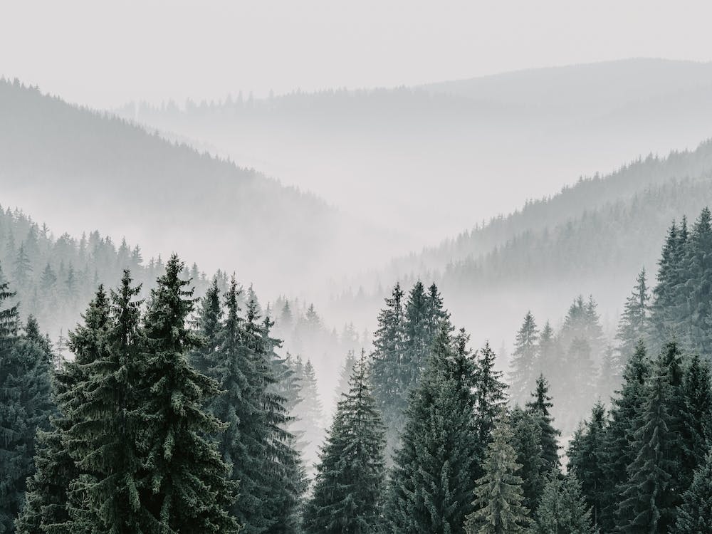 Misty Forest Mountains