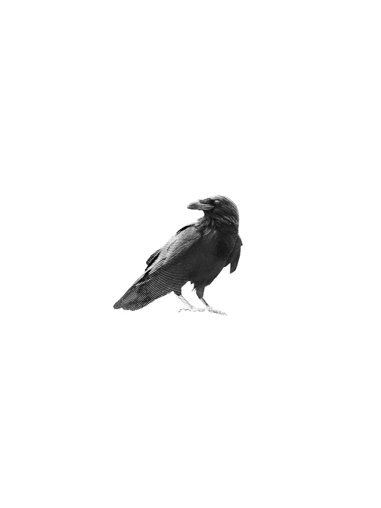 Raven Portrait Black and White Minimalist Boho