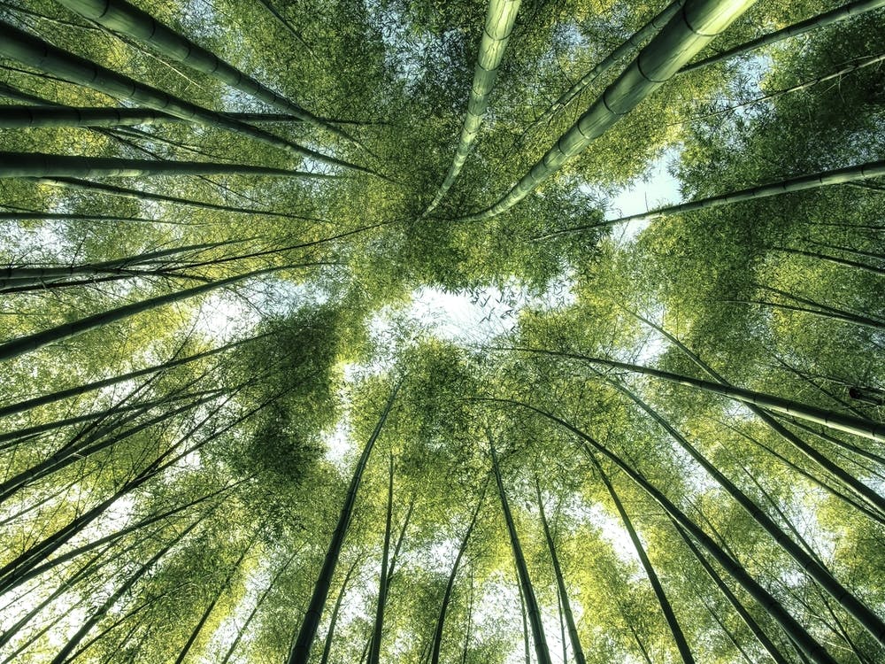 Bamboo Grove