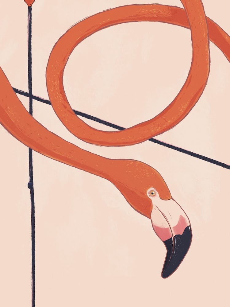 Flamingo