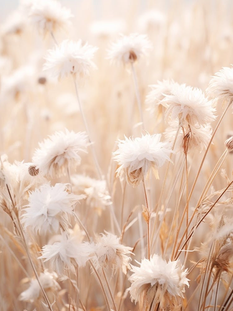 Boho Dried Flowers Asters 2