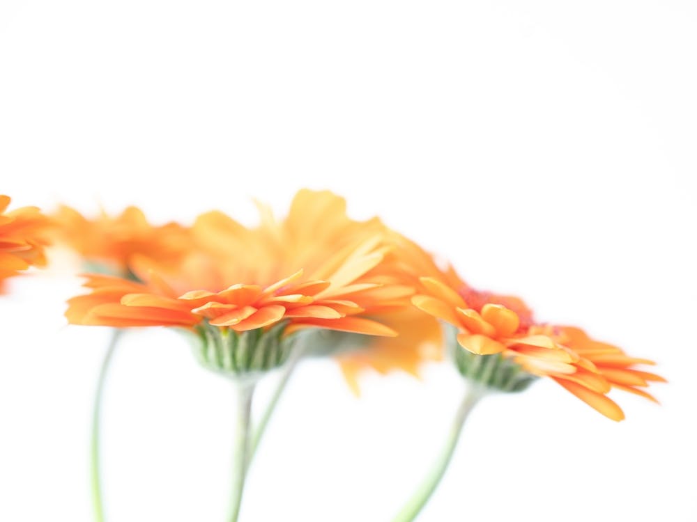 Blooming beauties peach gerberas in pastel orange and white stillife - modern flowers, nature photography by Christa Stroo