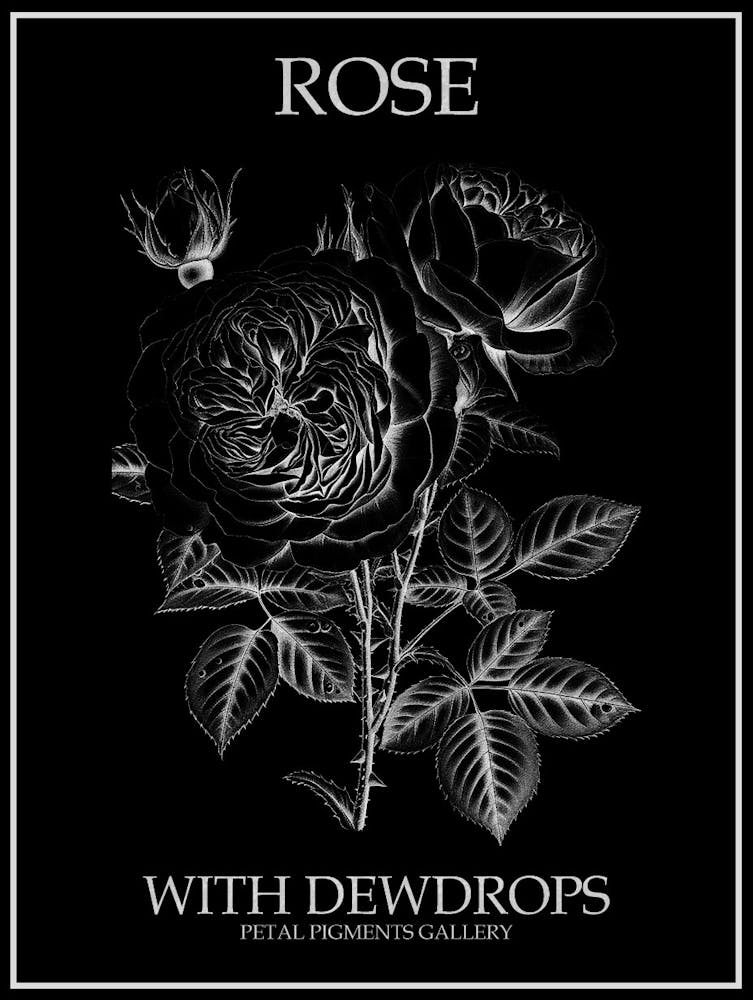 Rose Mit Tautropfen Strichzeichnung 1 Poster Invertiert