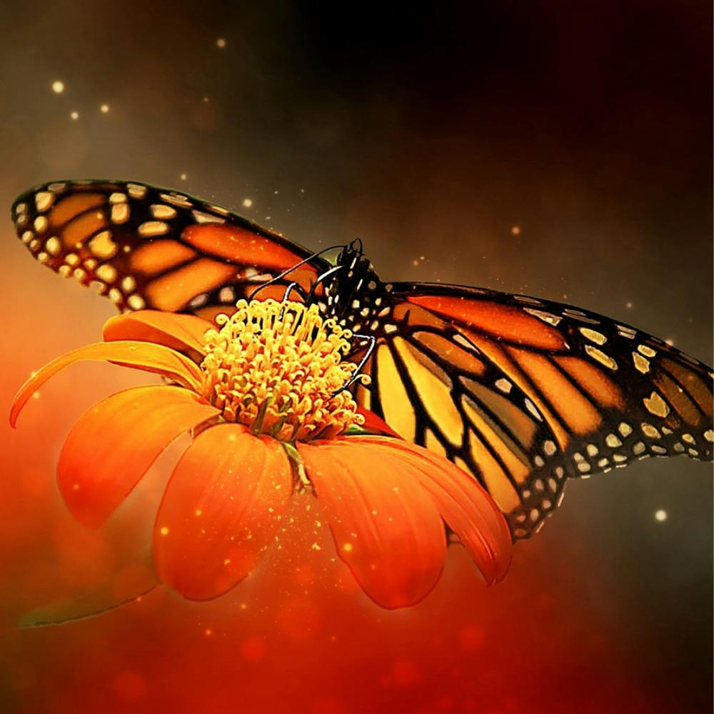 Monarchfalter auf einer Blume