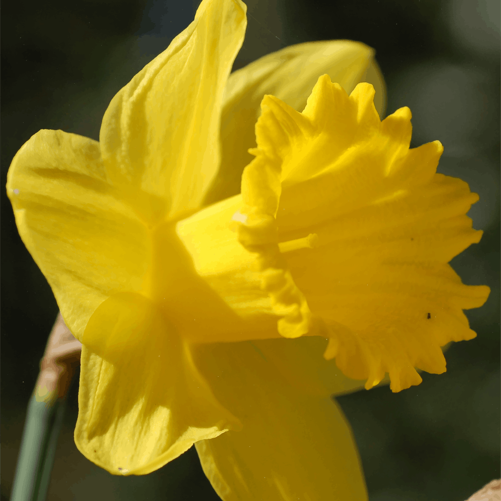 Daffodil