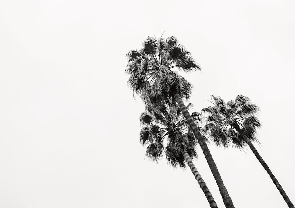 Palm Trees Barcelona