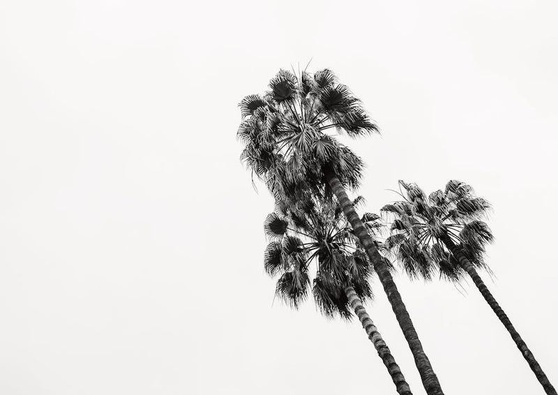 Palm Trees Barcelona