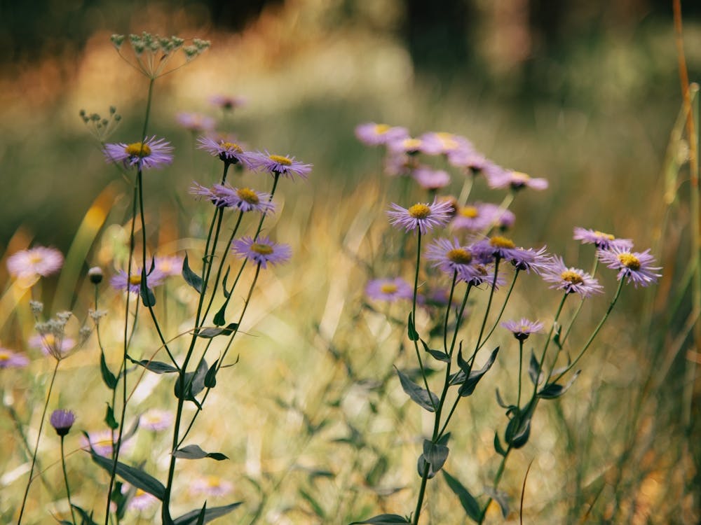 Purple Wildflowers