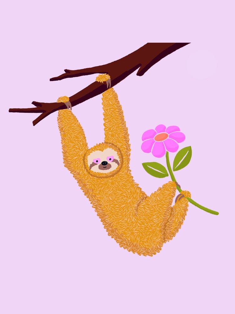 Cute Sloth