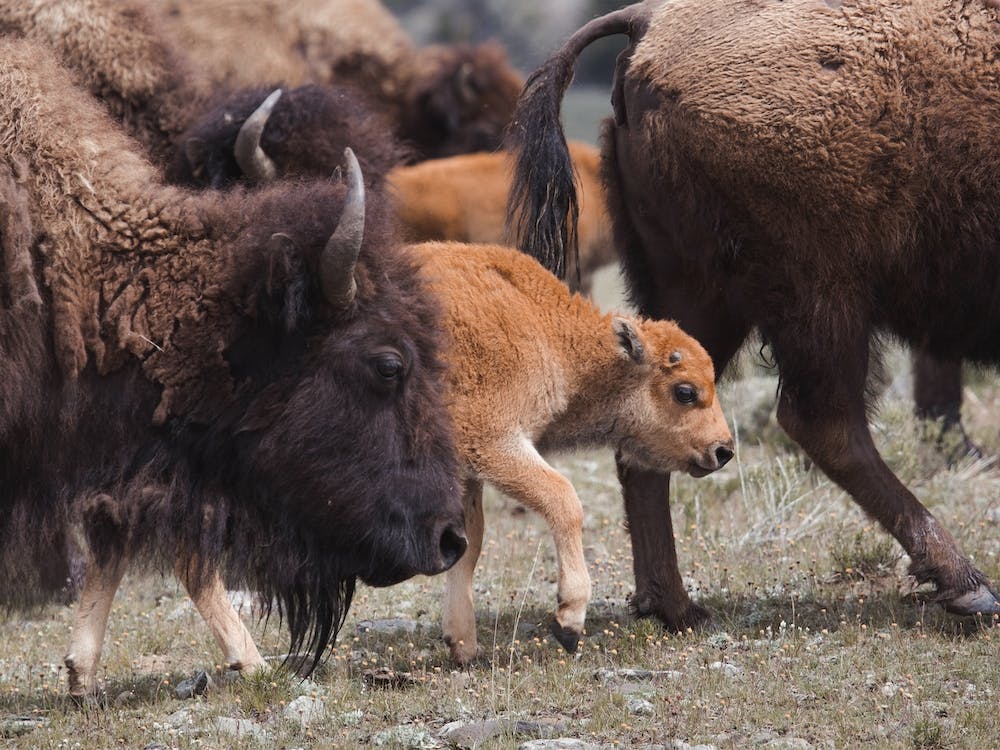Bison Calf