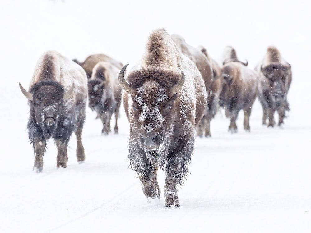 Bison Approaching