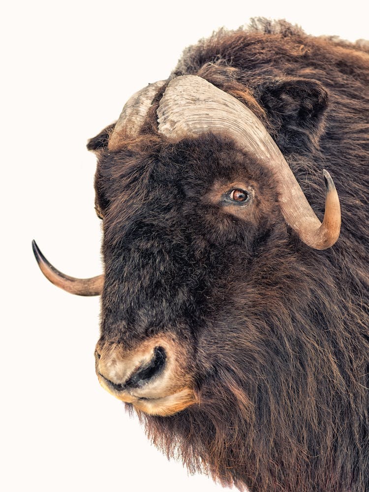 Animal II
