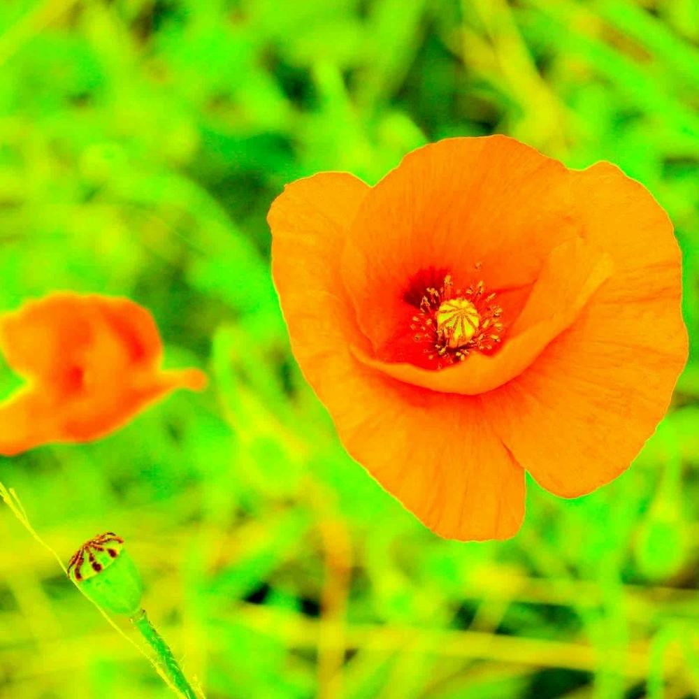 Orange Poppies
