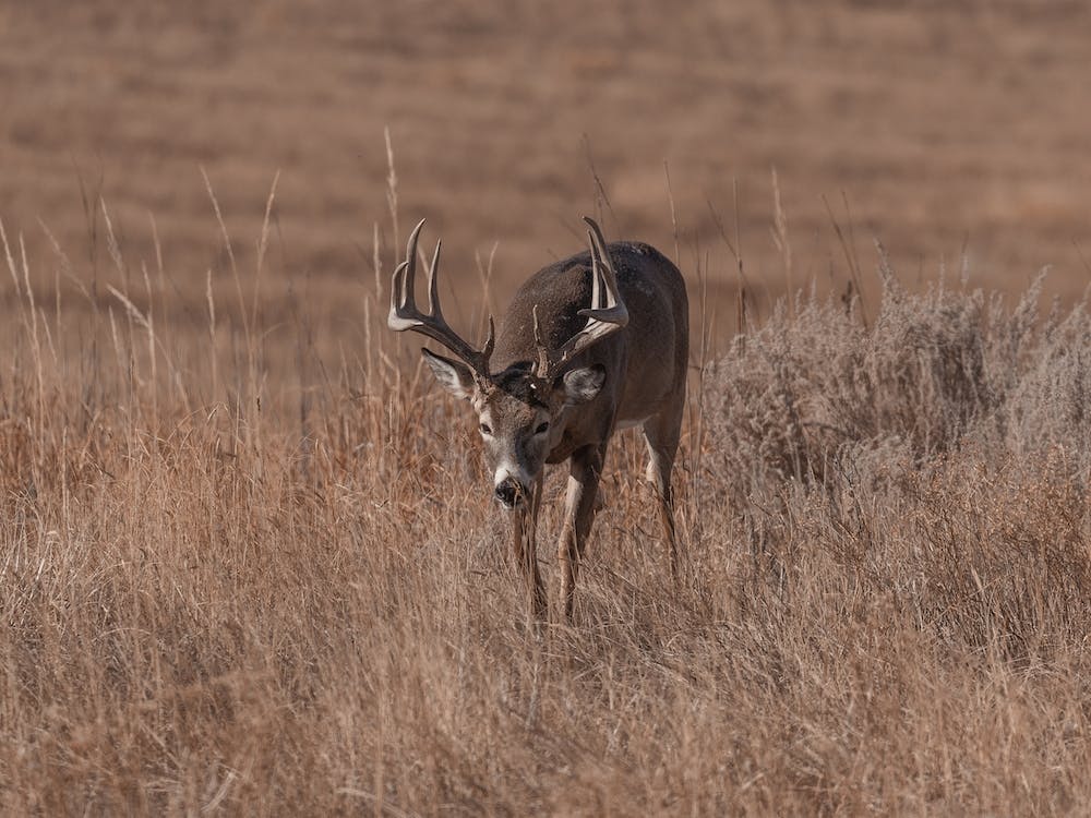 Deer Moving Through Grass