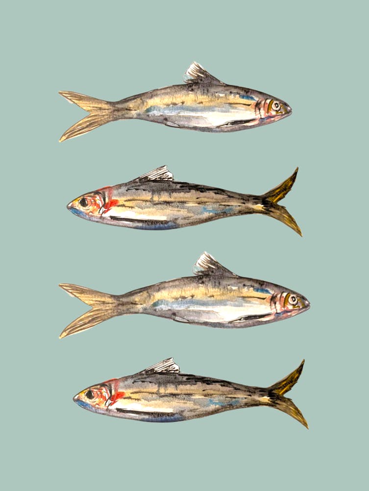 Sardines Green Watercolour Illustration Kitchen Fish