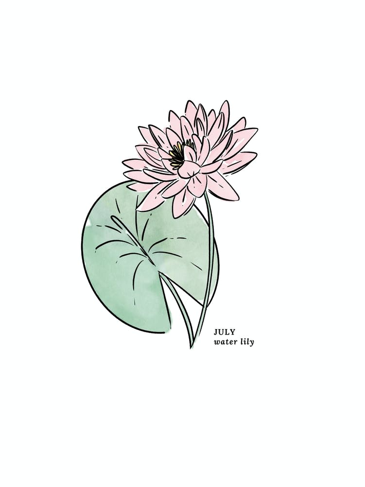 July Water Lily Birth Flower 1