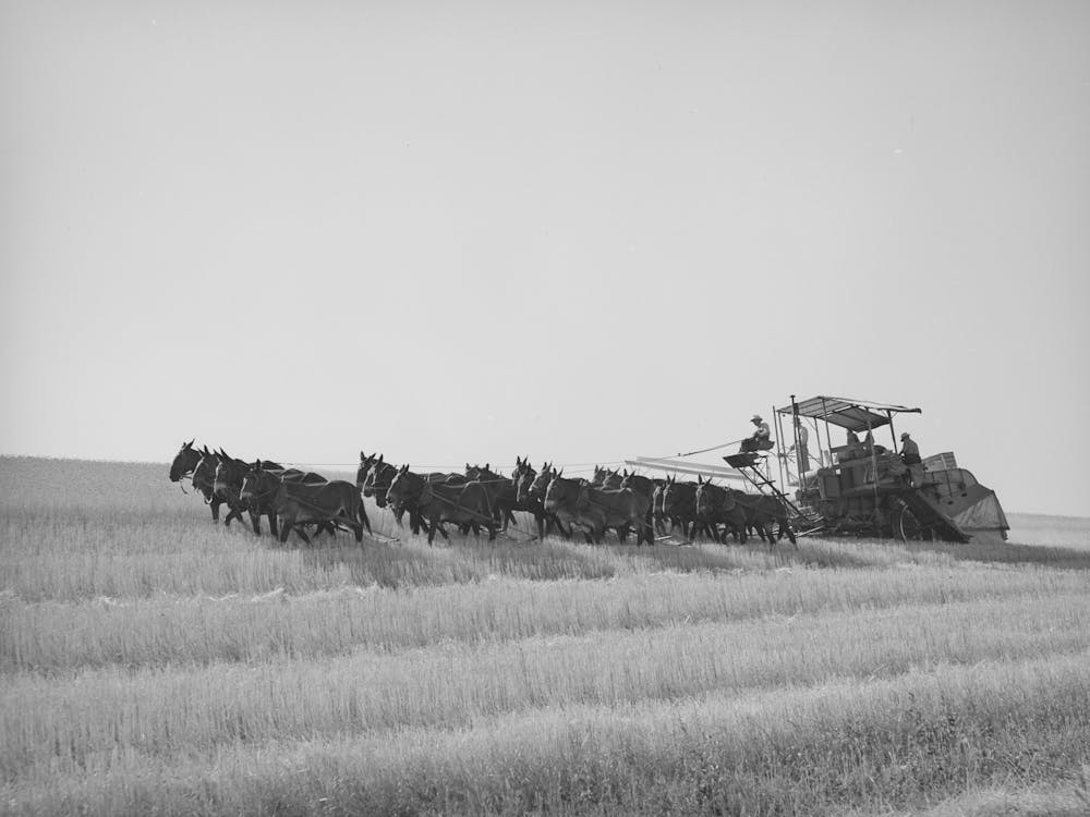 Twenty Mule Drawn Combine In The Wheat Fields Of Walla Walla County, Washington By Russell Lee