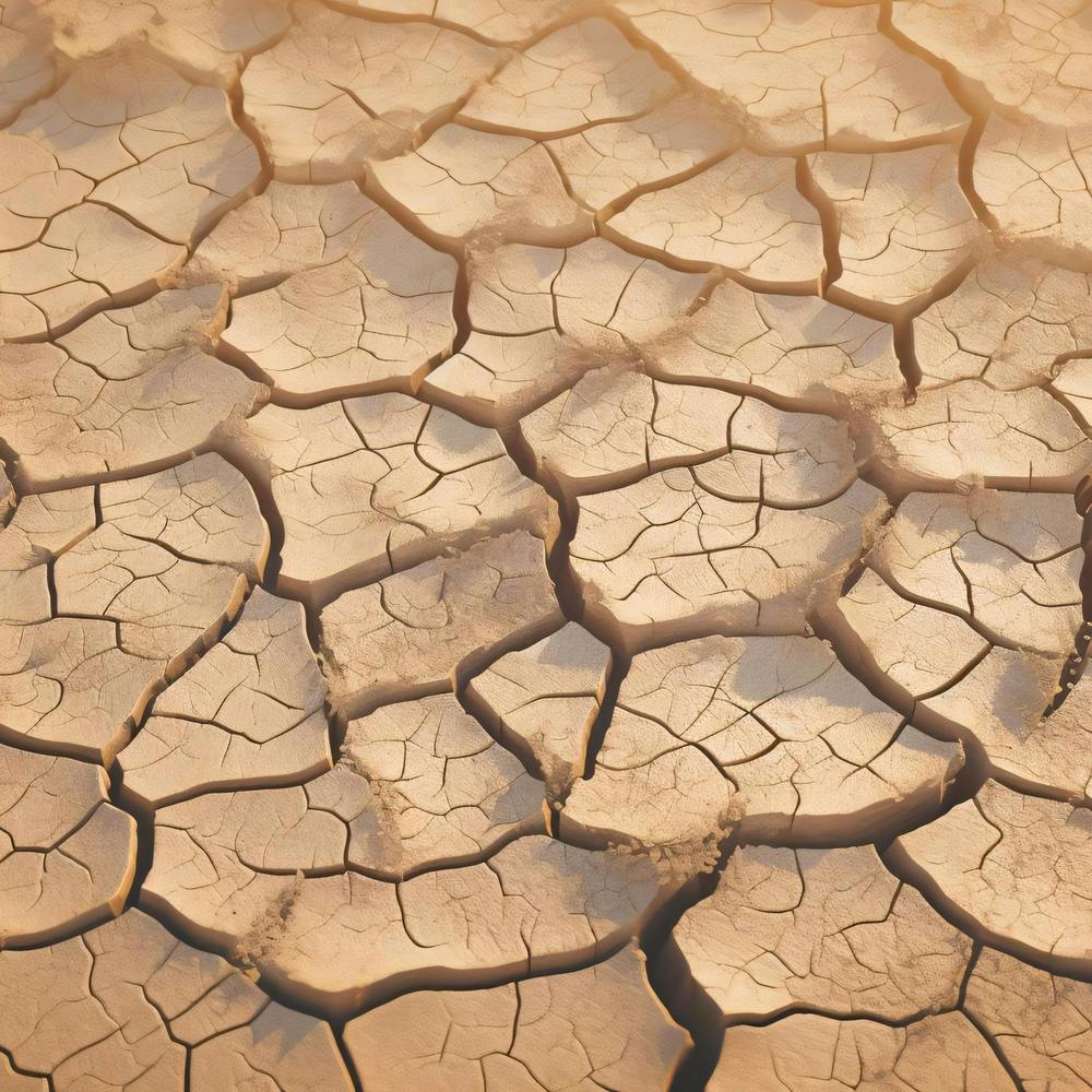 Dry Land 1