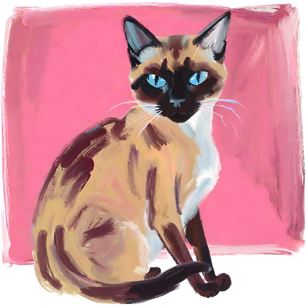 Siamese Cat 04