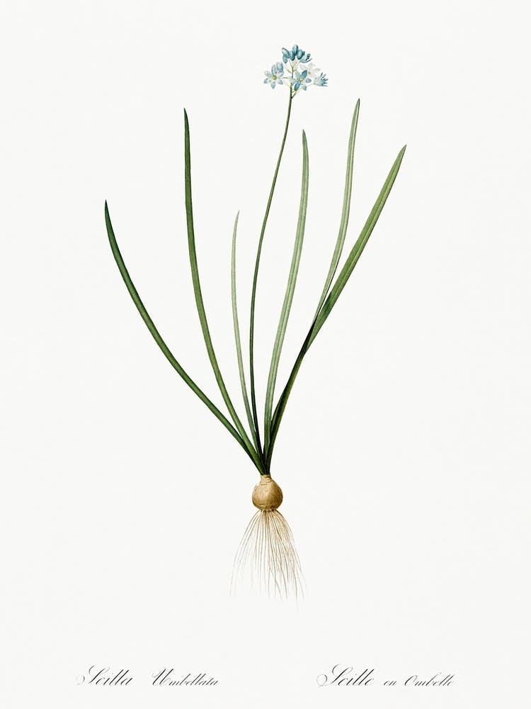 Spring Squill Illustration From Les Liliacées (1805), Pierre Joseph Redoute