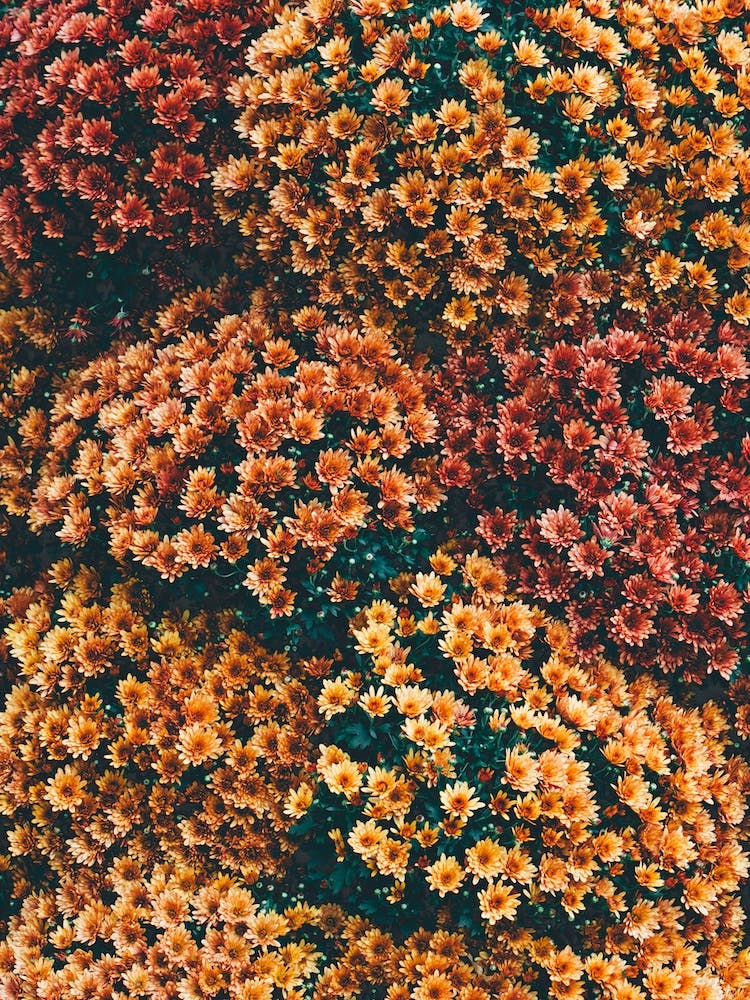 Autumn Flowers