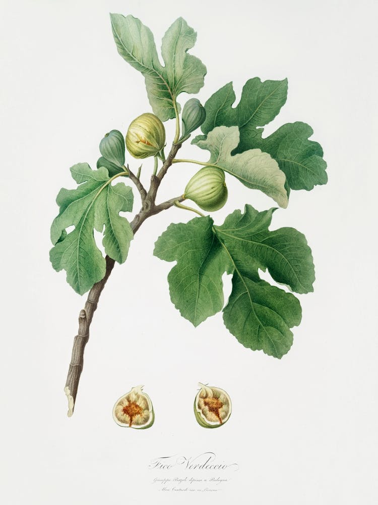 Fig (Ficus Carica) From Pomona Italiana (1817 - 1839), Giorgio Gallesio 2