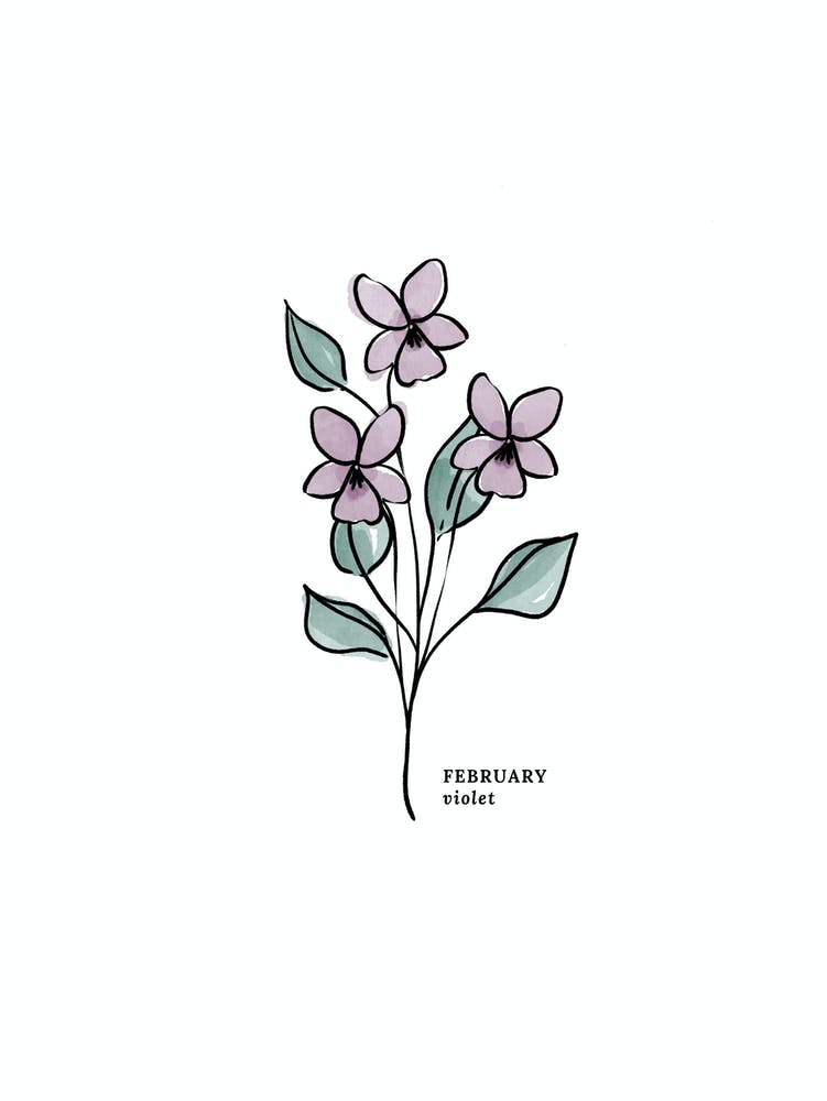 February Violet Birth Flower