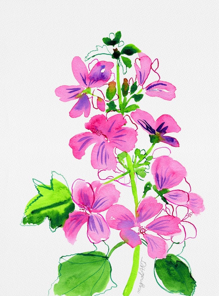 Pink mallow watercolor artwork