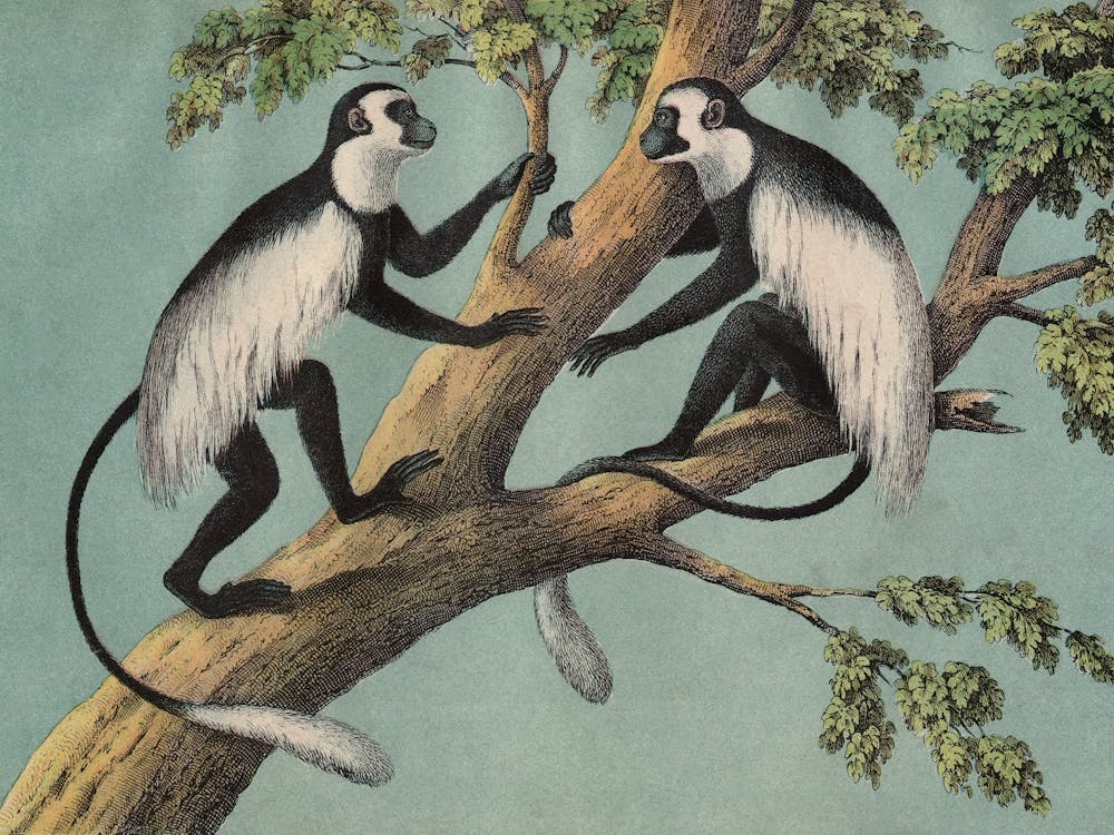 Vintage Kolb 3 Tafel 42 Guerezza