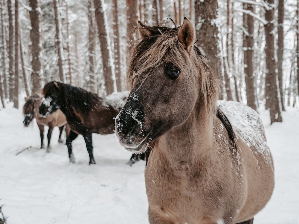 Furry Winter Horses