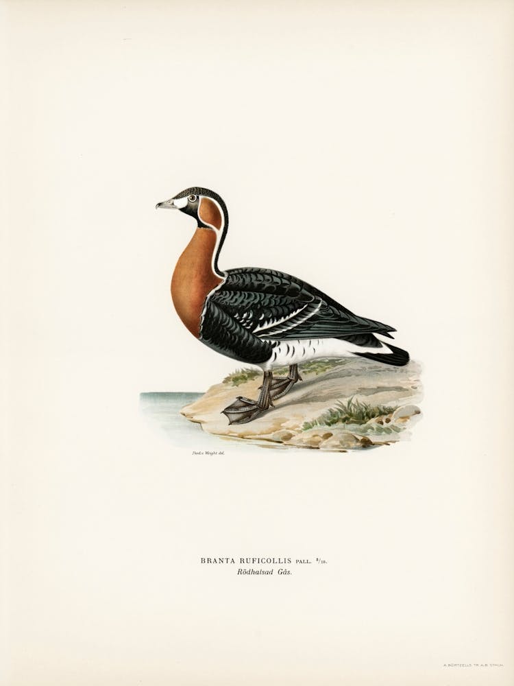 Red Breasted Goose (Branta Ruficollis), The Von Wright Brothers