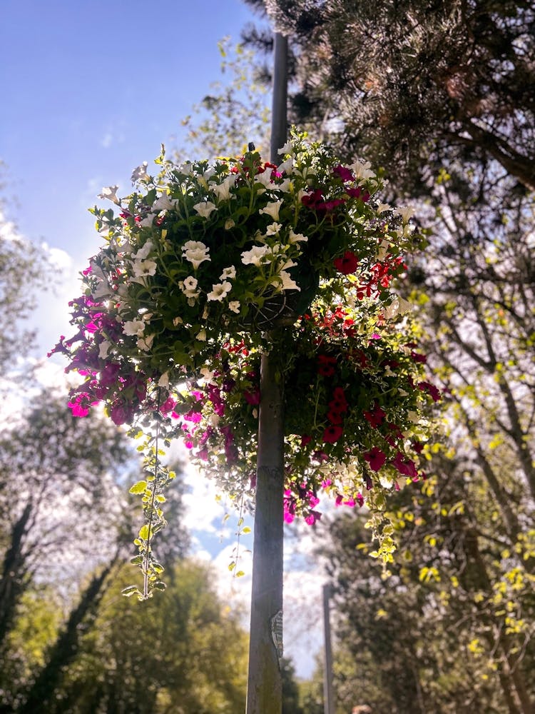 Flower Basket On A Pole