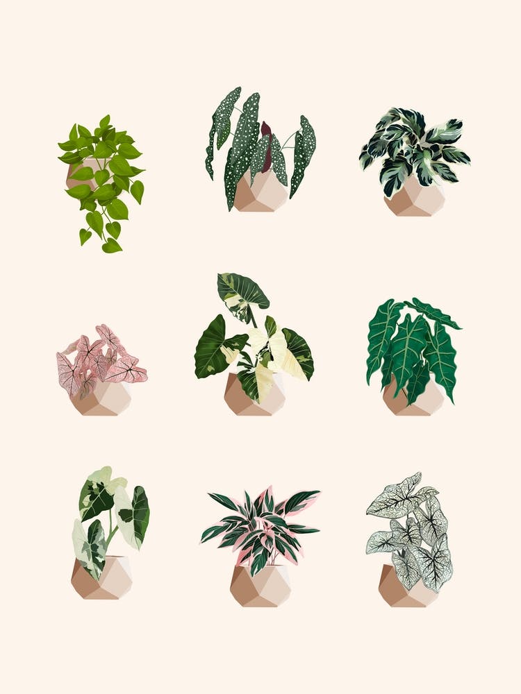 Plants Collection 2