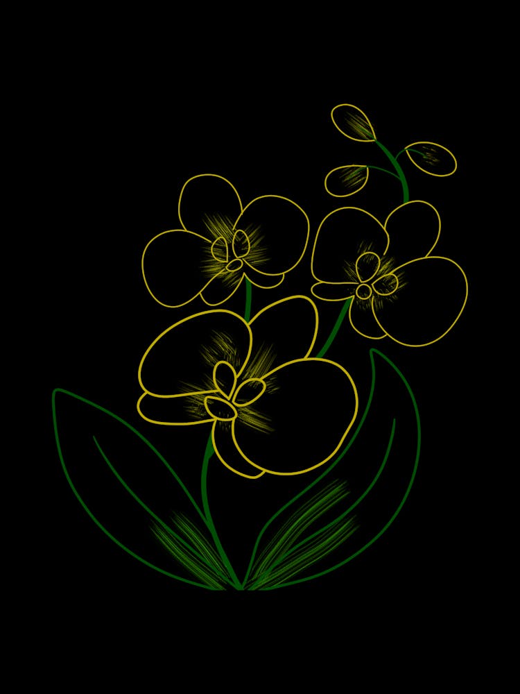 Orchids On A Black Background