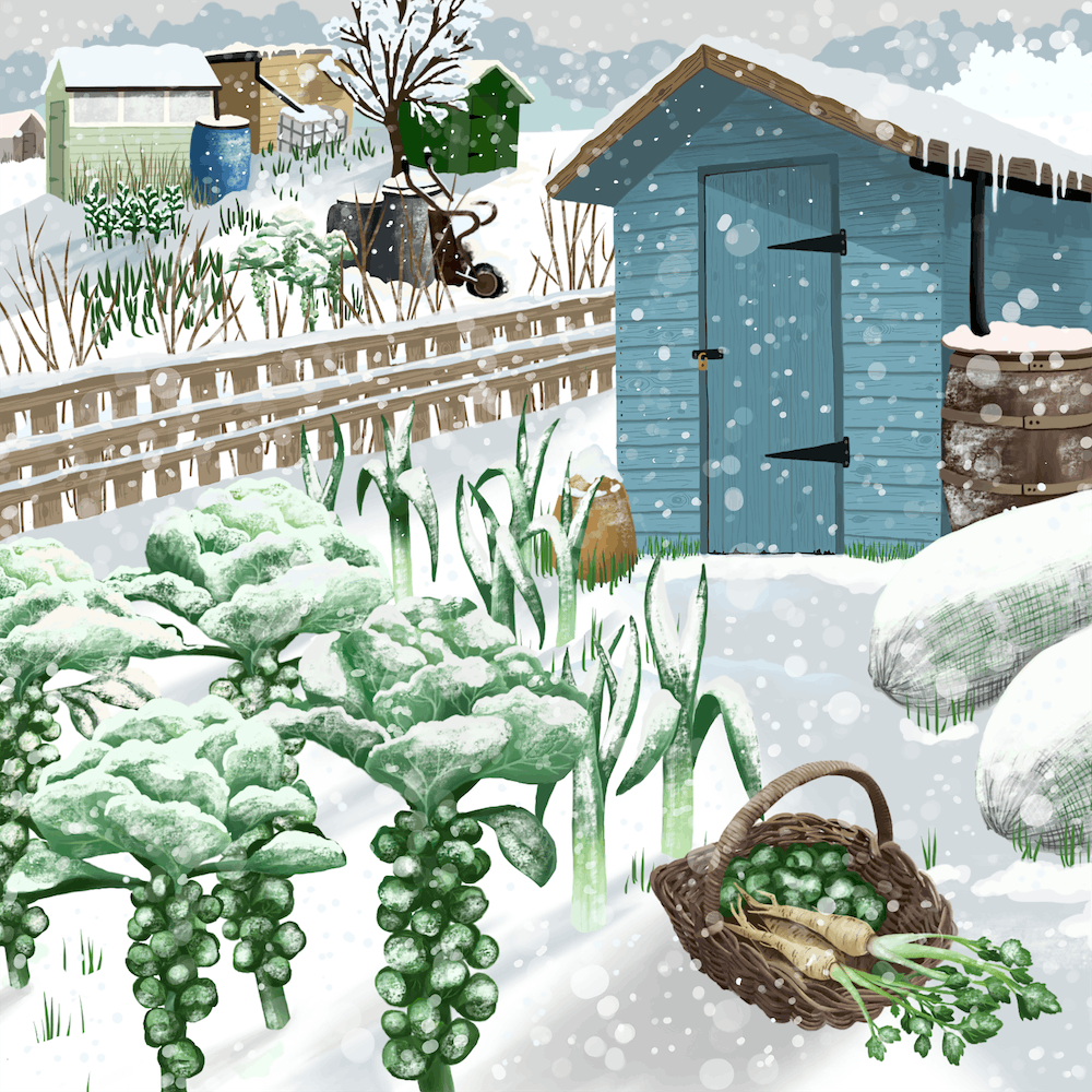 Winter Allotment 1