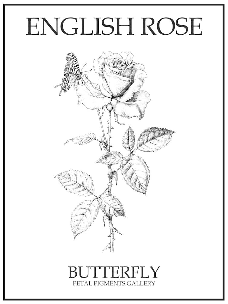 English Rose Butterfly Line Drawing 2 Poster
