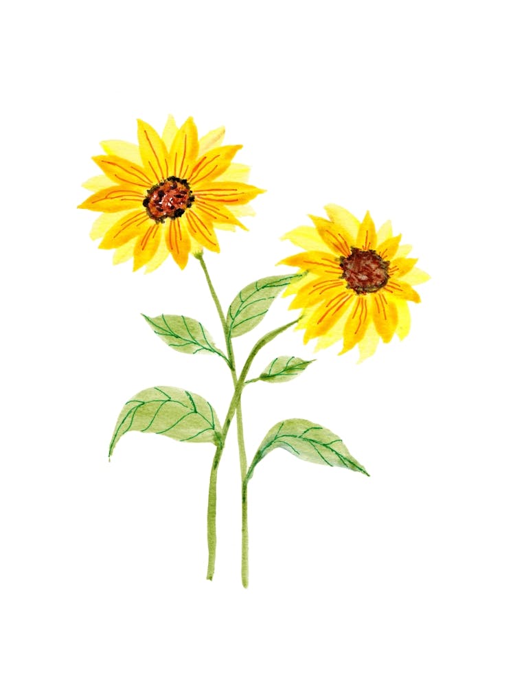 Sunflowers 1