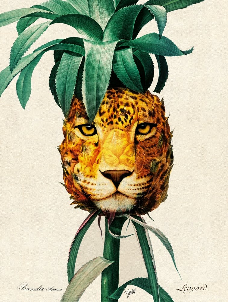 Pineapple - leopard
