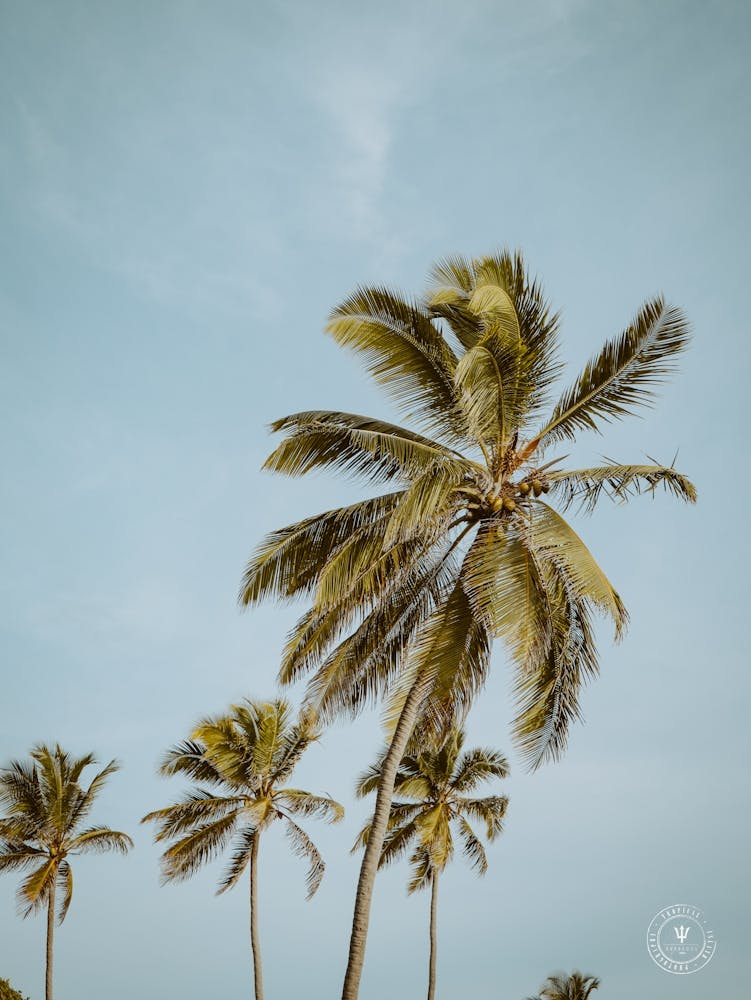 Swaying Coconut Trees Barbados