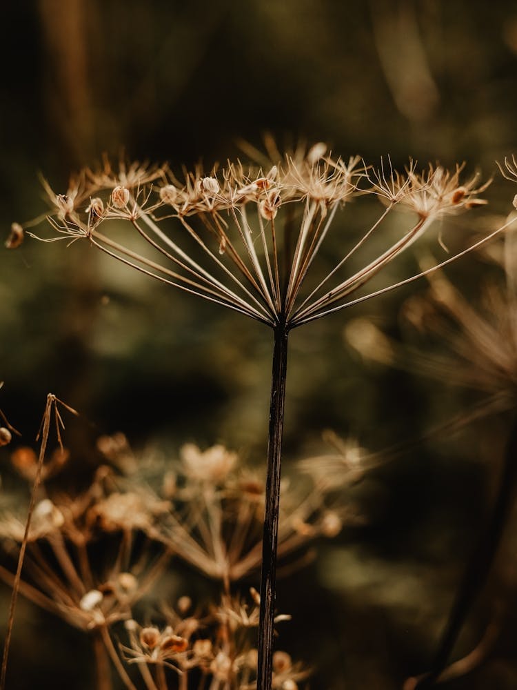 Flower in the Fall