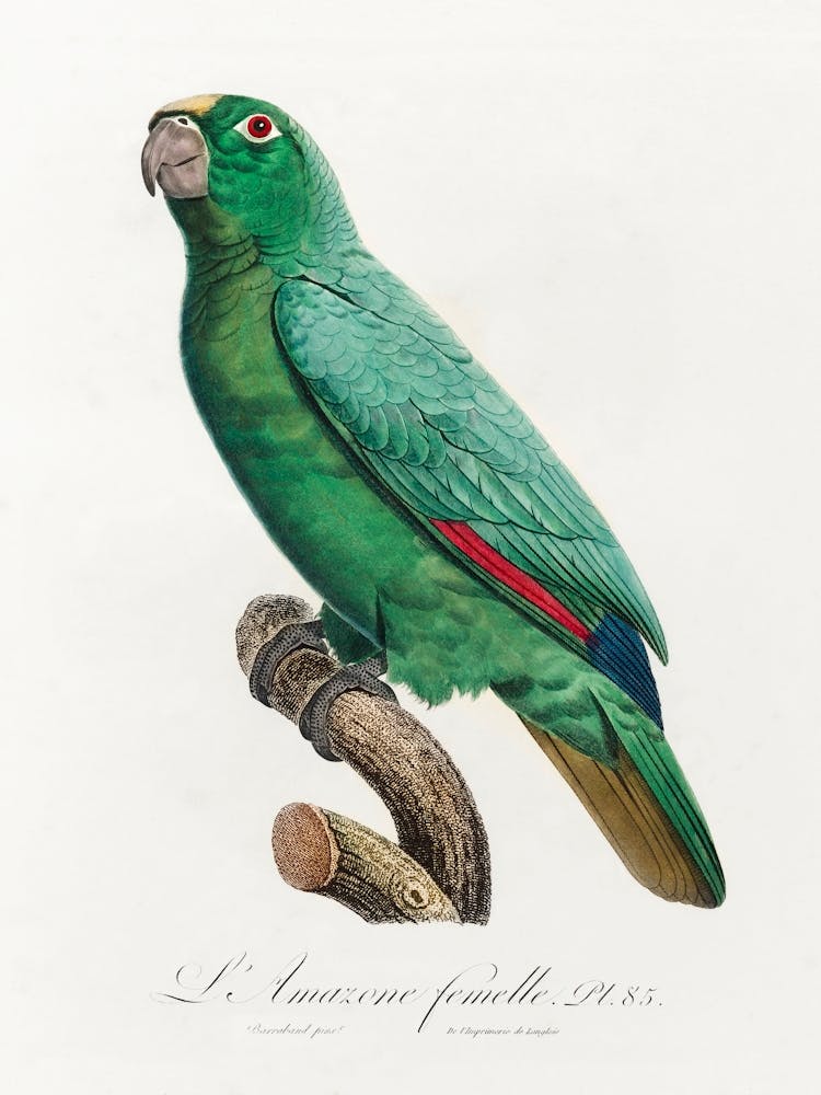 Yellow Fronted Amazon, From Natural History Of Parrots, Francois Levaillant