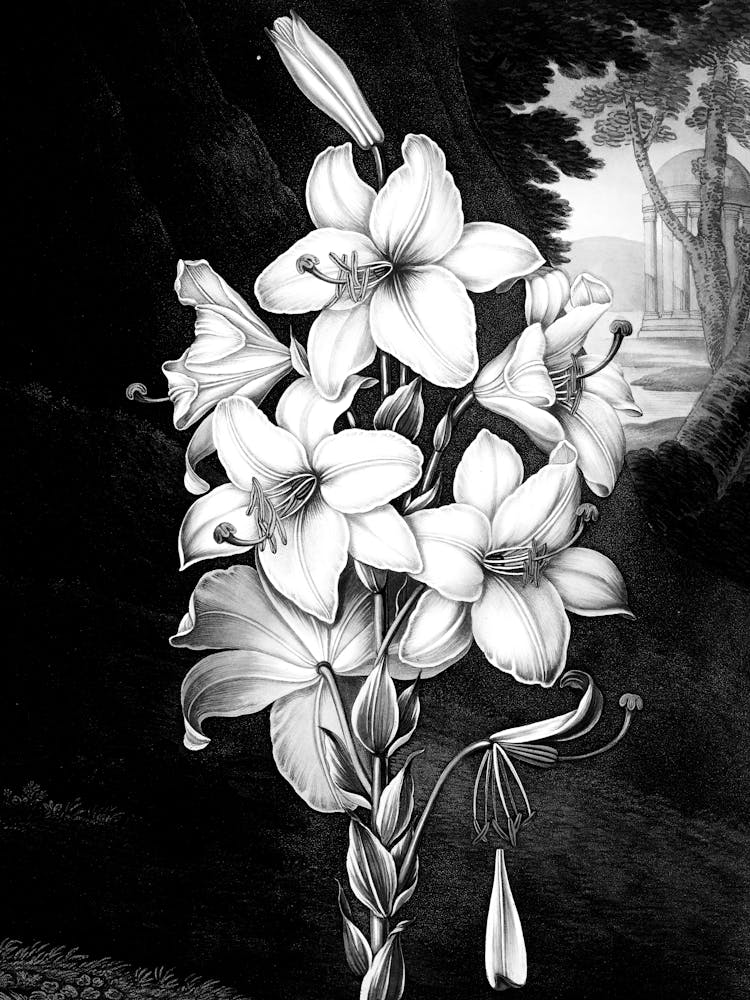 Lily Of The Valley 2