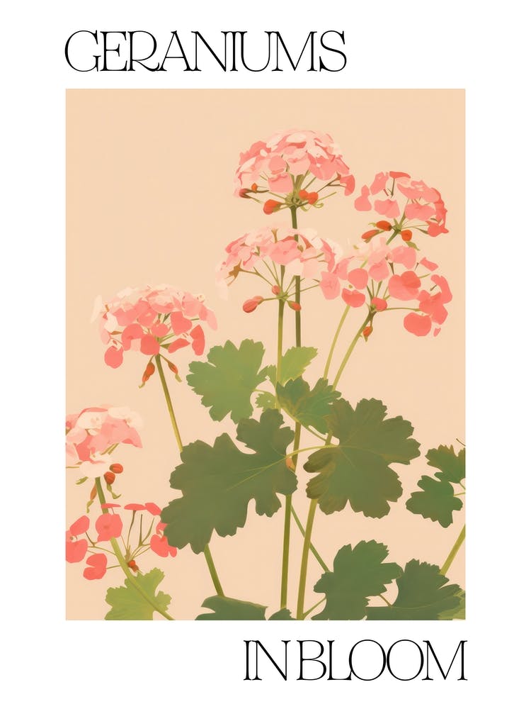 Géraniums en Fleur Fleurs Illustration Audacieuse 4
