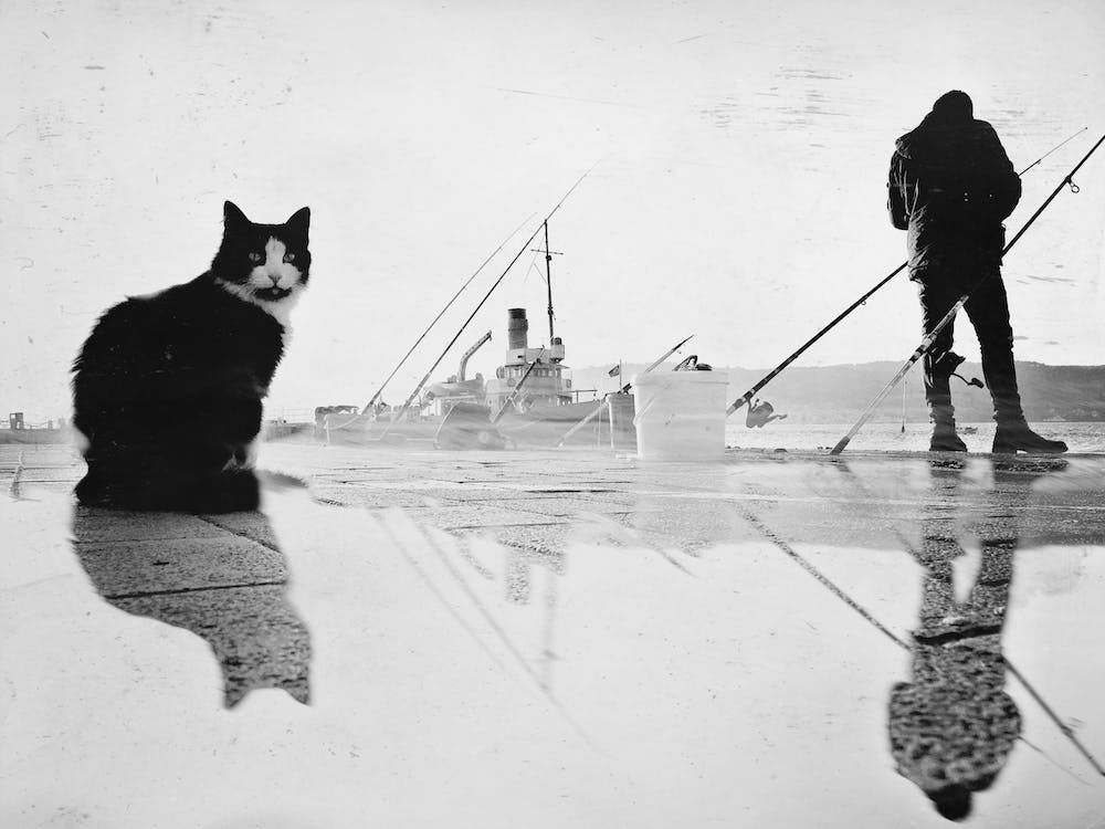 Im Just Fishing Cat