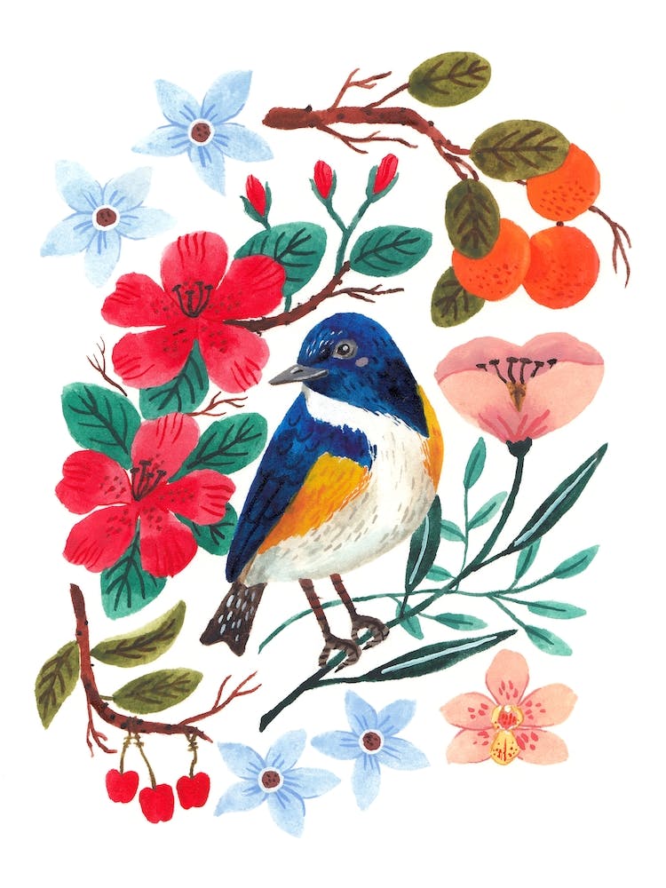 Red Flanked Bluetail