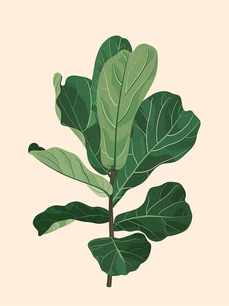 Fiddle Leaf Fig Plant Minimalist Illustration 6